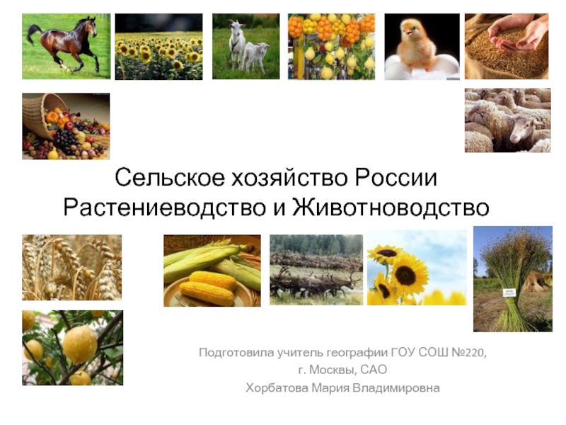 Презентация Сельское хозяйство России Растениеводство и Животноводство