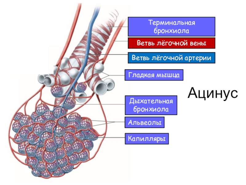 Альвеолы легких. Ацинус и альвеолы. Бронхиолы анатомия. Бронхи бронхиолы альвеолы гистология.