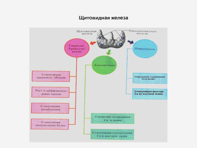 Гормоны щитовидной железы физиология презентация