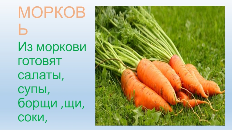 Класс растения морковь. Культурное растение морковь. Морковь окружающий мир. Морковь культурное растение 3 класс. Информация про морковь.