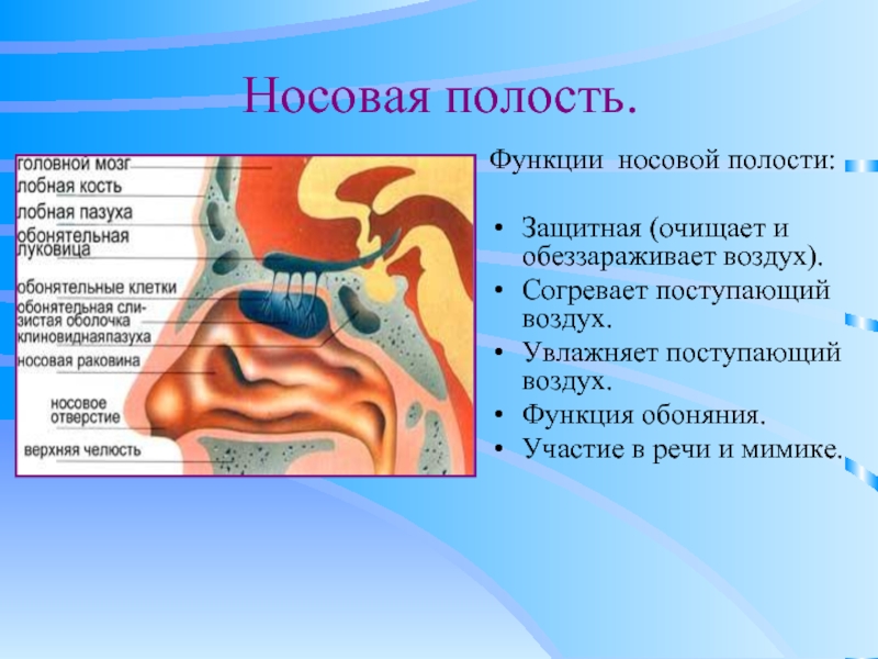 Презентация по анатомии обоняние