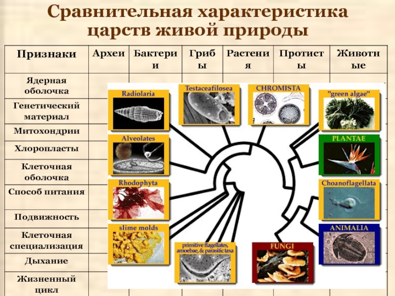 Многообразие органического мира презентация 11 класс биология