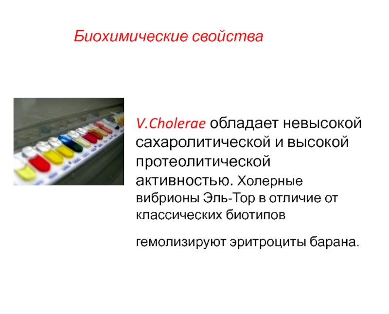 Сахаролитическая активность. Протеолитические свойства холеры. Классический биовар холерного вибриона. Протеолитической активностью обладает. Возбудители холеры биохимические свойства.