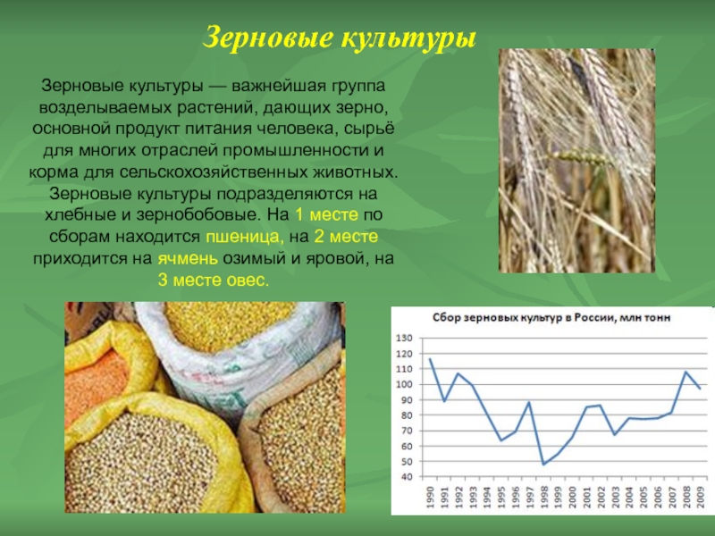 Какие зерновые культуры возделывали русские. Основные зерновые культуры. Зерновые культуры подразделяют на. Зерновые культуры в умеренном поясе. Зерновые культуры подразделяют на виды.