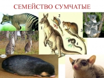 Семейство сумчатые