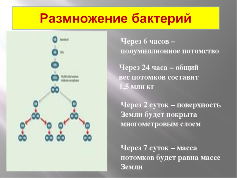 Размножение бактерий происходит по определенному плану выявите эту закономерность и распределите