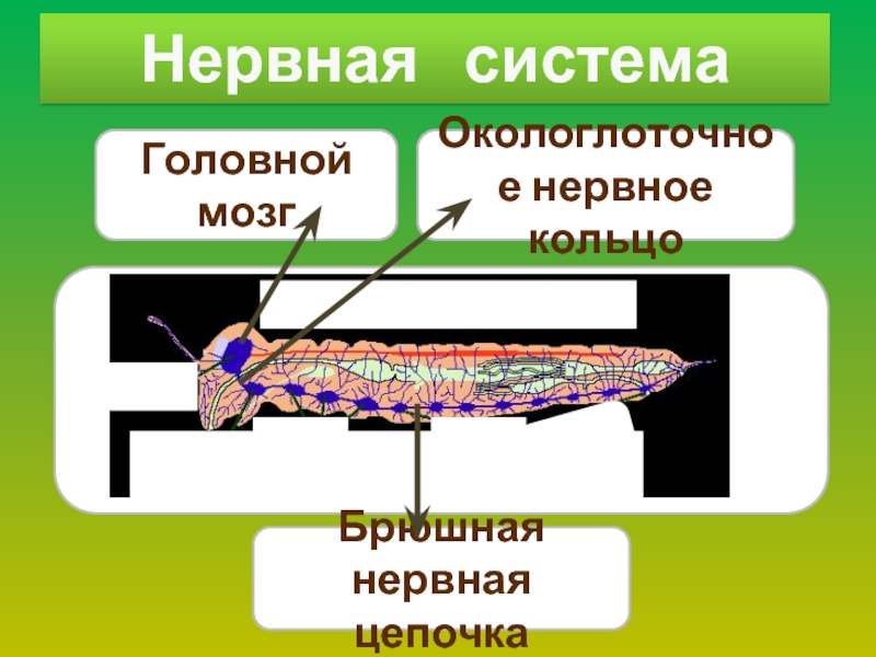 Окологлоточное нервное кольцо система. Окологлоточное нервное кольцо.