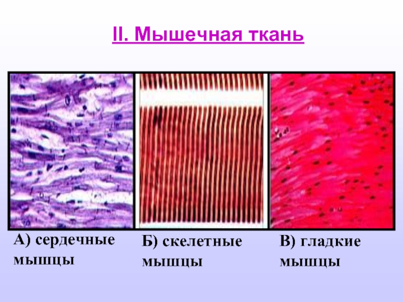 II. Мышечная ткань А) сердечные мышцыБ) скелетныемышцыВ) гладкиемышцы