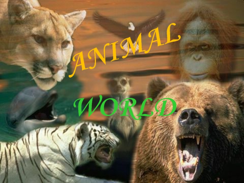 Презентация ANIMAL  WORLD