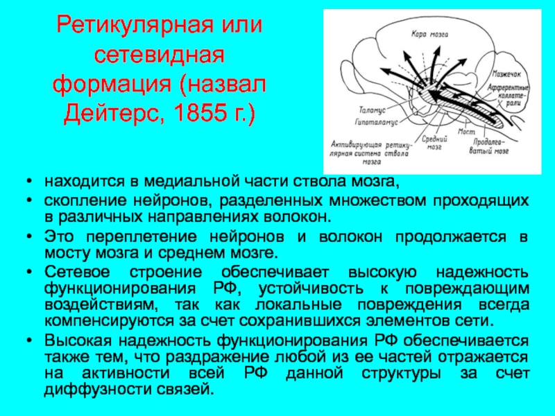 Деление нервных клеток. Скопление нейронов. Скопление тел нейронов вне центральной нервной. Нейронные скопления ретикулярной формации. Роль ретикулярной формации в вегетативной нервной системе.