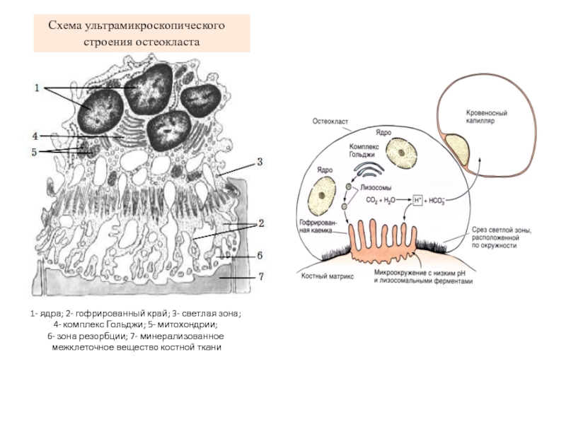Схема строения остеобласта