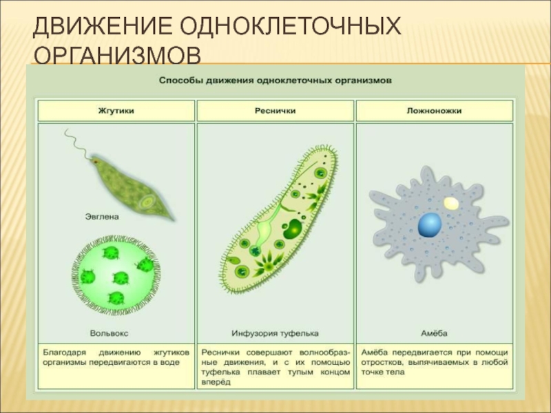 Различия в строении одноклеточных. Органоиды движения простейших организмов. Органоиды движения одноклеточных организмов. Способы передвижения одноклеточных организмов. Схема одноклеточного растения.