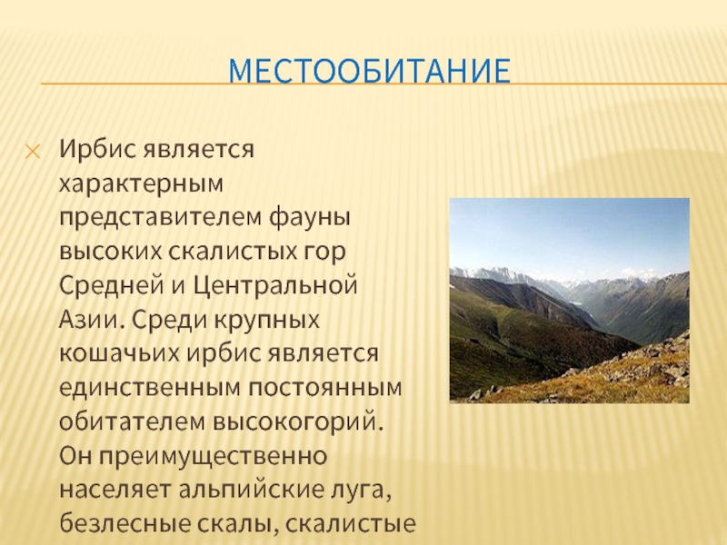 МЕСТООБИТАНИЕИрбис является характерным представителем фауны высоких скалистых гор Средней и Центральной Азии. Среди крупных кошачьих ирбис является