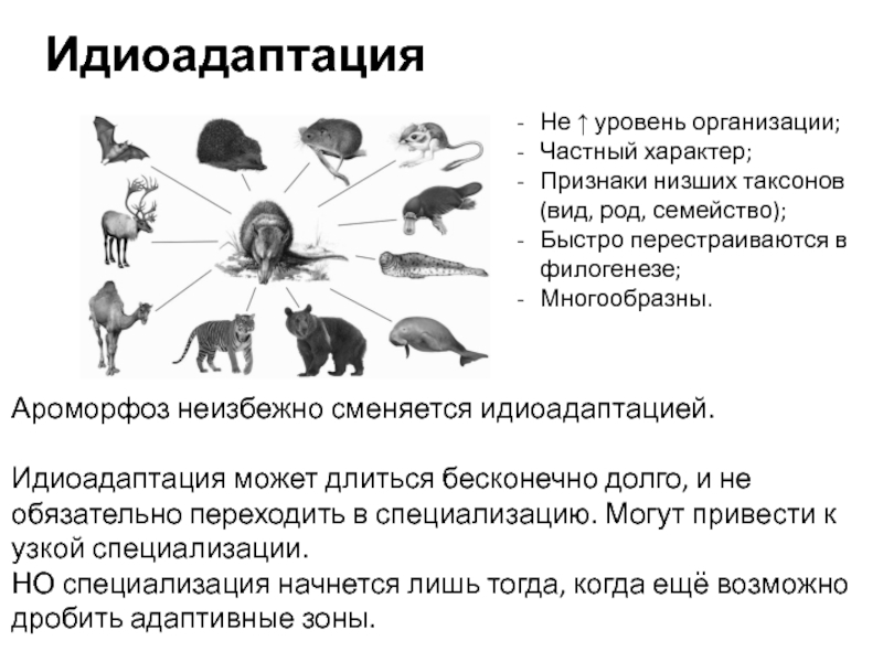 Выберите предложения в которых охарактеризованы идиоадаптации