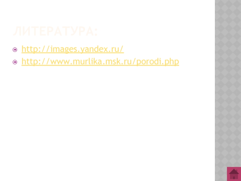 Литература:http://images.yandex.ru/http://www.murlika.msk.ru/porodi.php