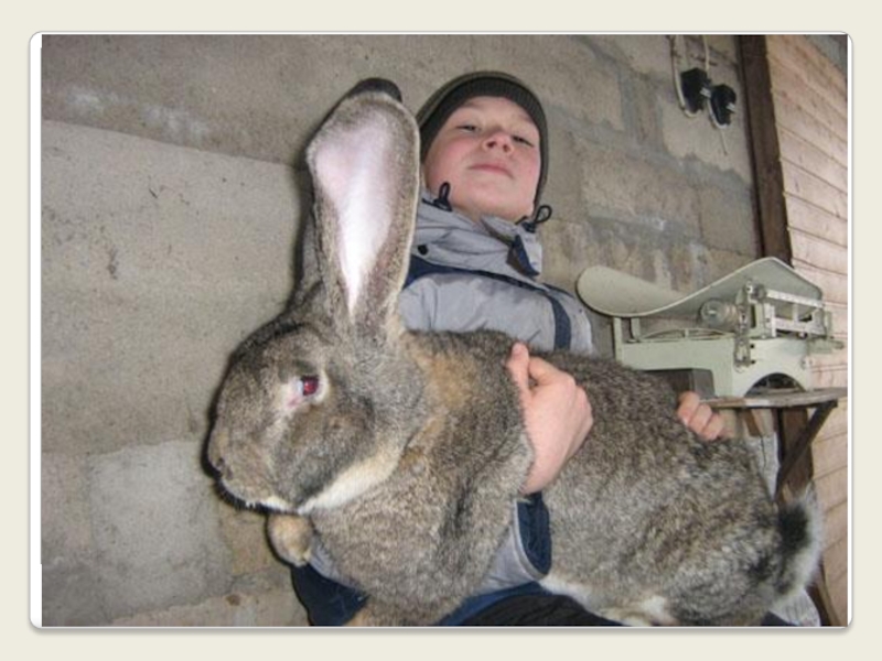 Держим кроликов дома. Кролик Фландр великан вес. Крольчата Фландр. Кролик мясной породы фландер. Фламандский гигант кролик.