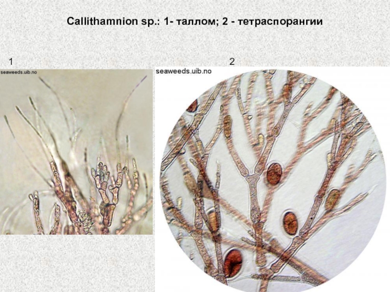 Альгология микология. Ceramium тетраспорангии. Callithamnion цистокарпий. Цистокарпий церамиума. Dictyota Тетраспорангий.