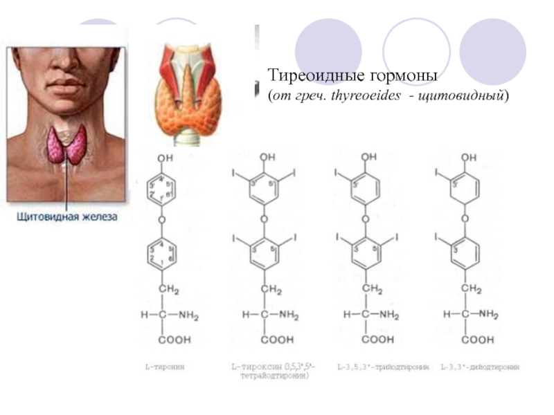 Какие железы выделяют тироксин. Тиреоидные гормоны структура. Гормоны фолликулярных тиреоидных клеток вызывают:. Структура тиреоидных гормонов. Строение т3 и т4 гормоны.