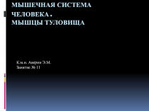 Мышечная система человека. Мышцы туловища