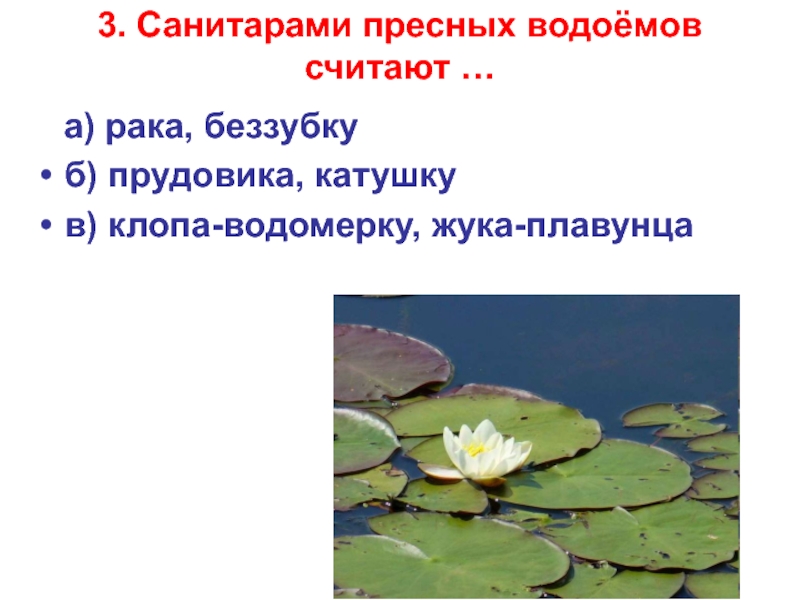 Пресные водоемы 4 класс окружающий. Санитары пресных водоемов. Санитарами пресных водоемов считаются. Санитар пресных вод. Санитары водоемов 3 класс.