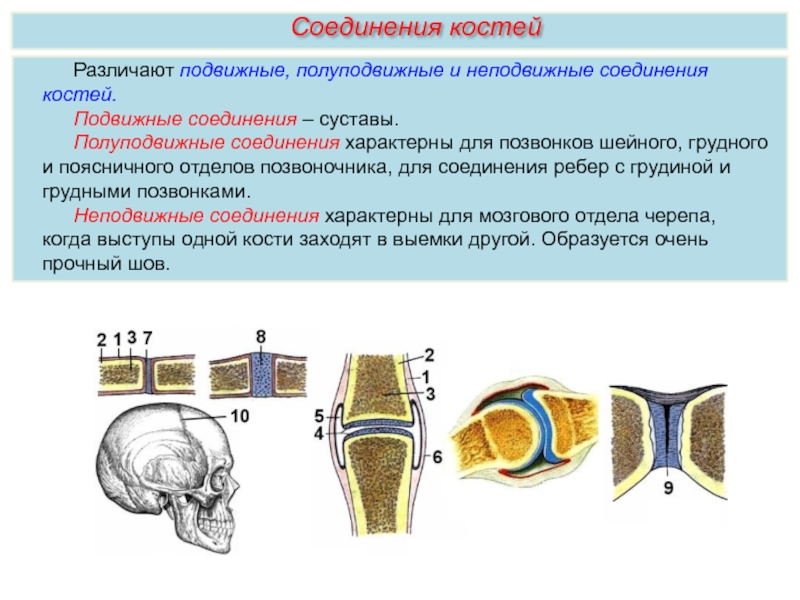 Скелет человека