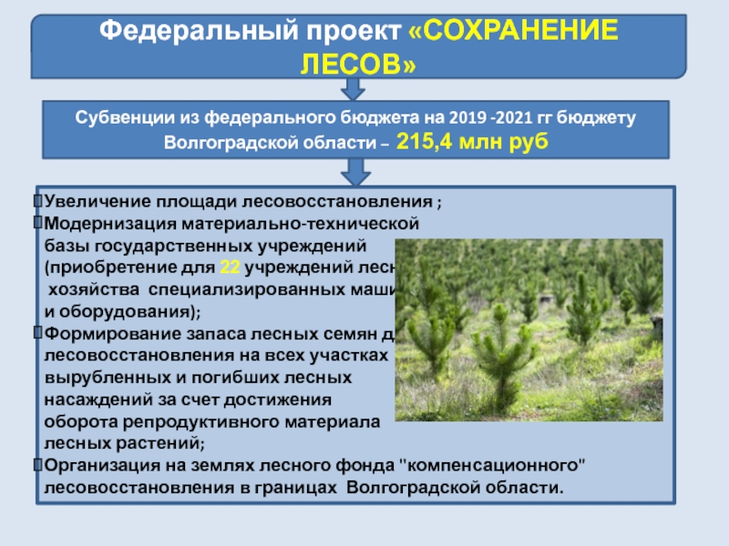 Сохранение лесов федеральный проект национального проекта экология