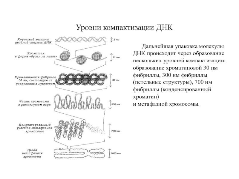 Рассмотрите рисунок на котором представлена схема компактизации упаковки наследственного материала