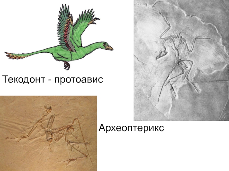 Протоавис. Протоавис и Археоптерикс. Археоптерикс Эволюция птиц. Мезозойская Эра Археоптерикс.