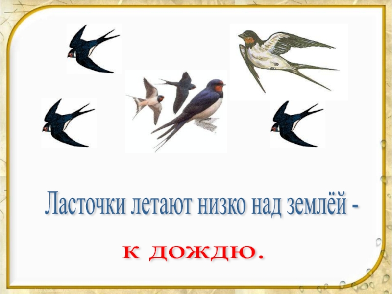 Низко летаем. Ласточник летают низко. Ласточки низко летают. Ласточки низко летают примета. Народные приметы про ласточек.