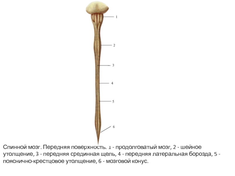 Утолщения спинного мозга. Шейное утолщение спинного. Шейное и пояснично крестцовое утолщение спинного мозга. Шейное утолщение спинного мозга. Поясничное утолщение спинного мозга.