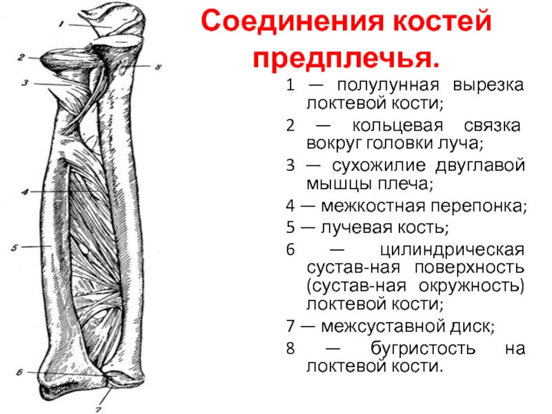 Кости предплечья. Локтевая кость полулунная вырезка. Соединение костей предплечья локтевой сустав правый. Анатомия локтевой кости человека. Локтевая кость блоковидная вырезка.