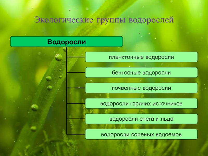 Водоросли 5 класс кратко. Экологические группы водорослей. Экологические группы водоросмле й. Перечислите экологические группы водорослей. Экологические группы водорослей таблица.