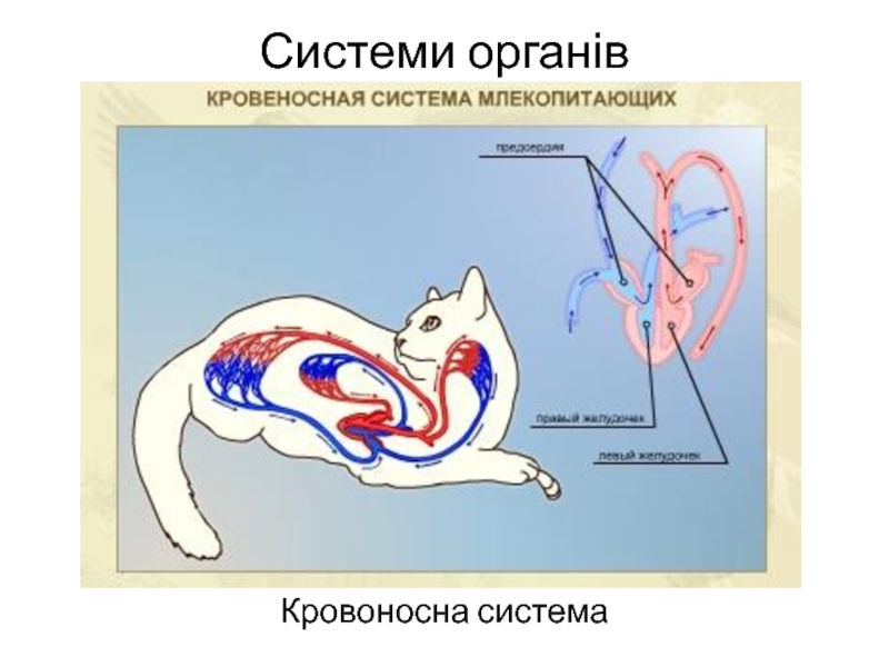 Женская половая система млекопитающих. Кровеносная система кошки. Кишечник кошки анатомия. Кишечник собаки анатомия. Строение кишечника кошки схема и описание.
