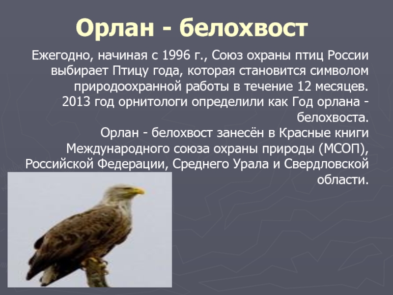 Орлан - белохвостЕжегодно, начиная с 1996 г., Союз охраны птиц России выбирает Птицу года, которая становится символом