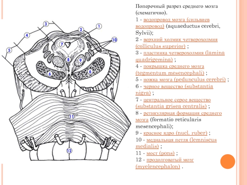 Поперечный разрез среднего мозга (схематично).1 - водопровод мозга (сильвиев водопровод) (aquaeductus cerebri, Sylvii);2 - верхний холмик четверохолмия (colliculus superior) ;3 - пластинка