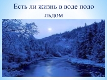 Есть ли жизнь в воде подо льдом