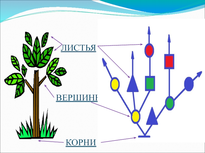 Вершина корень. Корневые вершины дерева Информатика. Вершина дерева в информатике. Корневая вершина. Вершины и листья дерева.