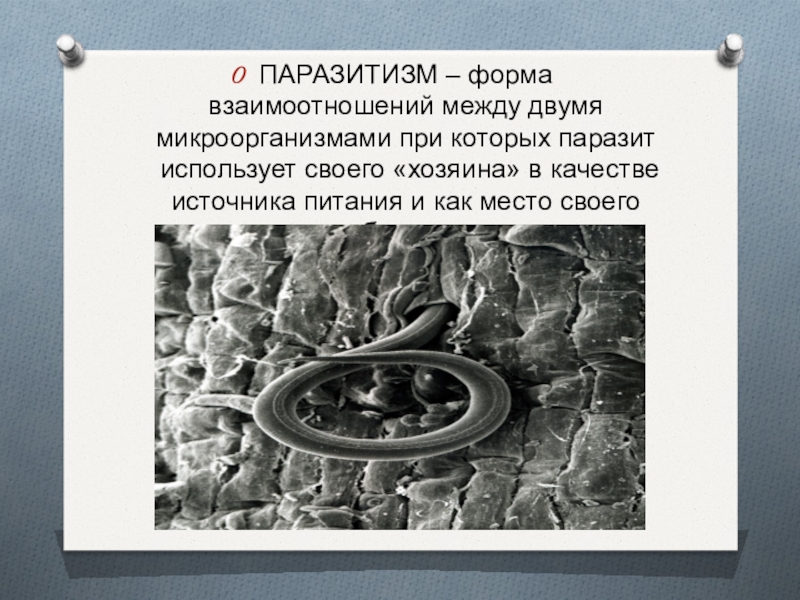 Паразитизм это. Паразитизм микробиология. Паразитизм микробиология примеры. Паразитизм микроорганизмов примеры. Паразитизм микроорганизмов микробиология.