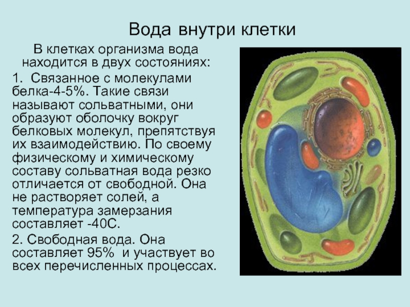 Значение живой клетки. Клетка организма. Клеточное строение организмов. Клетки человеческого организма.