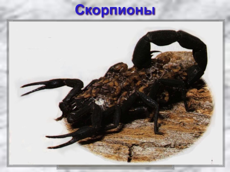 Какой тип характерен для азиатского скорпиона