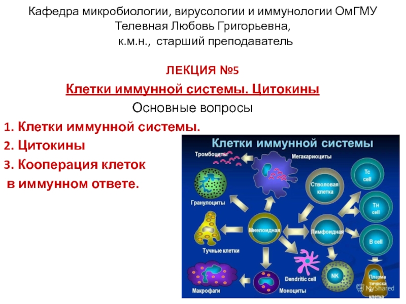 Кафедра микробиологии, вирусологии и иммунологии ОмГМУ Телевная Любовь