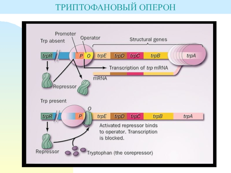 Триптофановый оперон схема