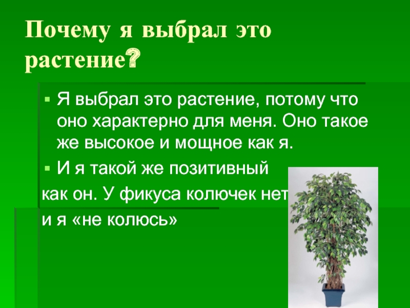 Фикус простой или сложный. Интересные факты о фикусе. Паспорт дерева фикус. Фикус Бенджамина презентация для детей. Фикус цветок интересная информация.