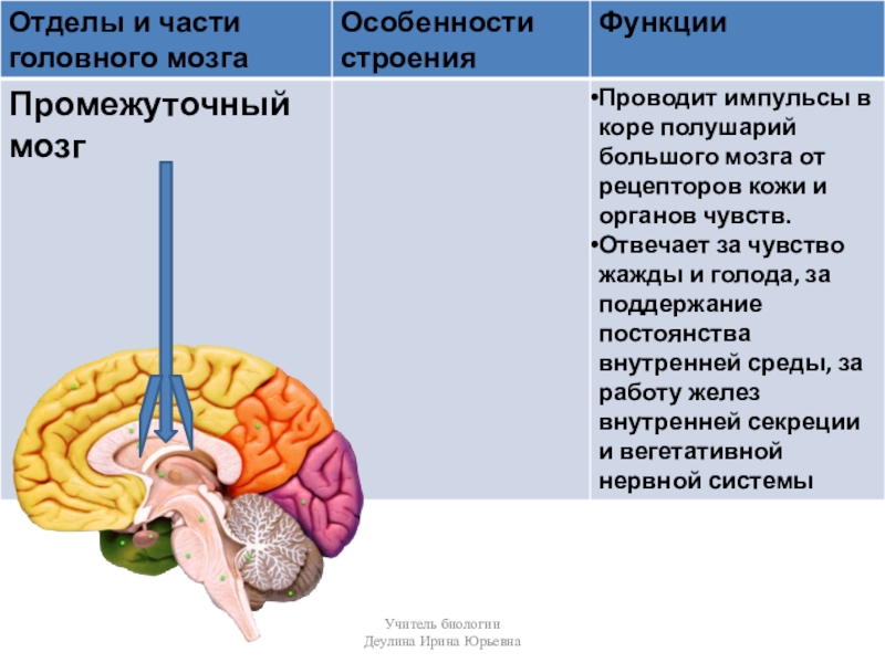 Функции отделов головного мозга анатомия. Отделы головного мозга. 8 Кл. Головной мозг человека строение функции и функции. Функции среднего мозга 8 класс биология.