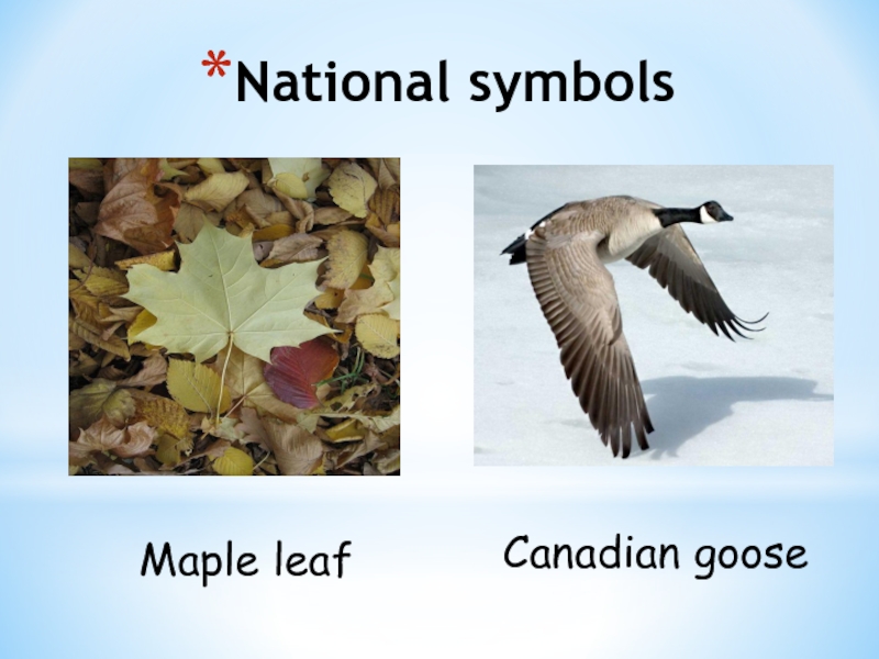 National symbolsMaple leafCanadian goose