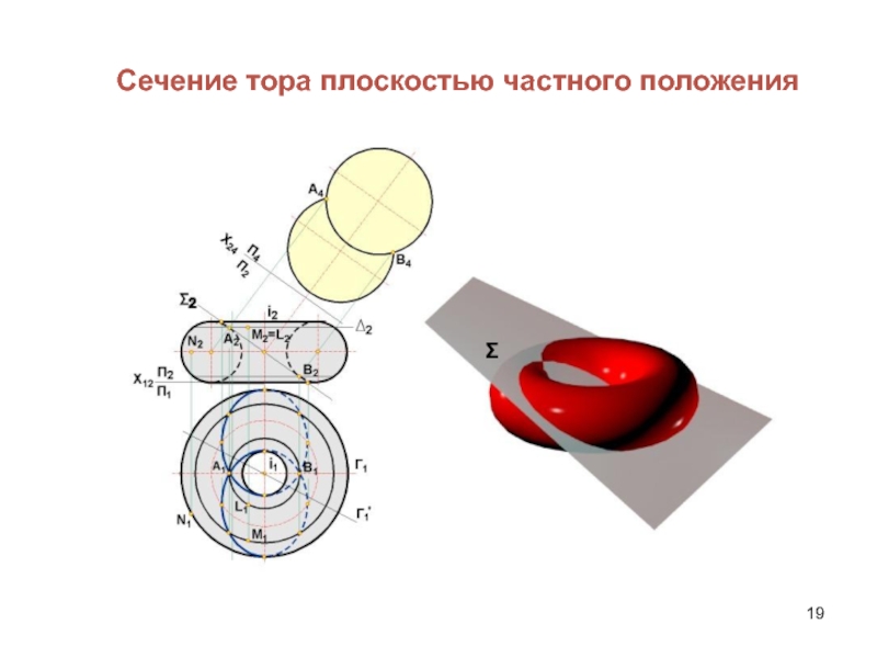 Теорема и звезда: узнай, как образуется изумительное сечение тора при горизонтальной проекции плоскостью p