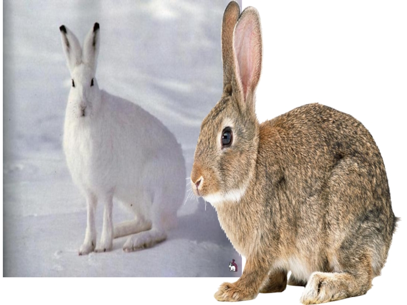 Изменение окраски животных. Заяц Беляк меняет окраску. Заяц линяет. Линька зайца. Окрас зайца.