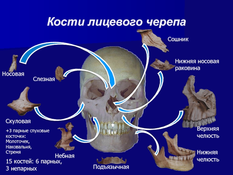 Носовая кость лицевого черепа. Кости лицевого черепа сошник. Слуховые косточки. Нижняя носовая раковина.