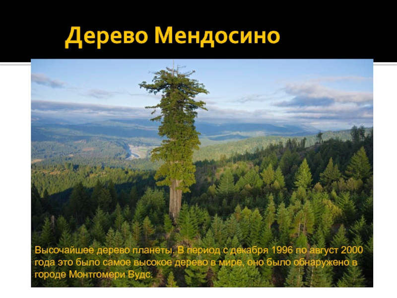 Дерево МендосиноВысочайшее дерево планеты. В период с декабря 1996 по август 2000 года