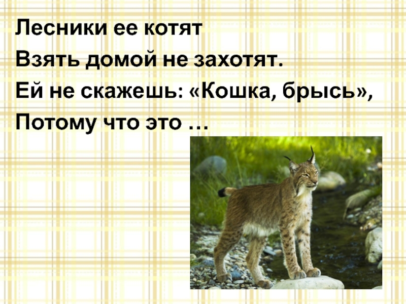 Лесники ее котятВзять домой не захотят.Ей не скажешь: «Кошка, брысь»,Потому что это …